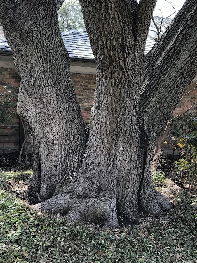 Mature heritage tree close to a Westford property cared for by certified arborists